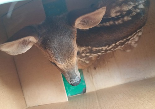Polícia Militar de Meio Ambiente flagra veado sendo mantido em cativeiro em Patos de Minas
