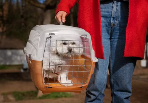 Animais de estimação poderão viajar nos ônibus intermunicipais, mas terão que pagar passagem