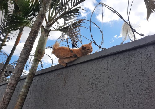 Corpo de Bombeiros é acionado para resgatar gato que ficou enroscado em concertina
