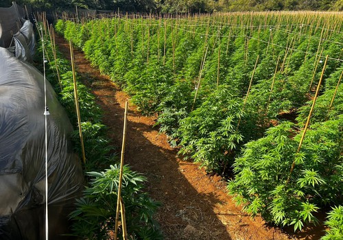Polícia descobre enorme plantação com 6 mil pés de maconha em fazenda entre Patrocínio e Coromandel