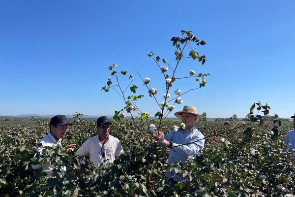 Dia de Campo 2024 celebra os 25 anos da Associação Mineira dos Produtores de Algodão