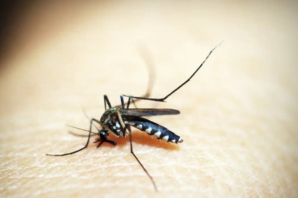 Com 5 mortes confirmadas, Prefeitura alerta para alta incidência de casos de dengue