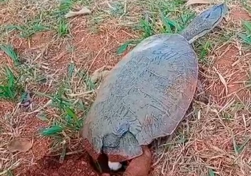 Comerciante registra cena impressionante de cágada desovando na Lagoa Grande em Patos de Minas