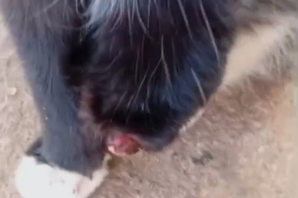 Gato tem pata amputada em Patos de Minas e tutora denuncia crueldade