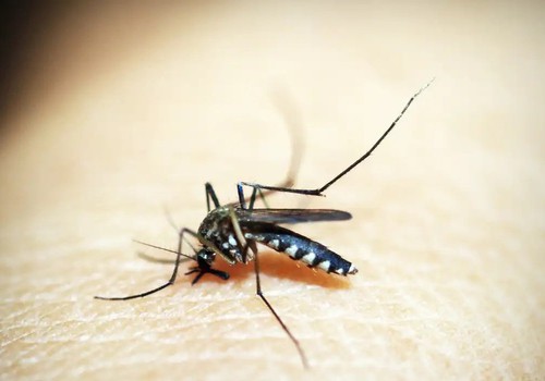 Com 5 mortes confirmadas, Prefeitura alerta para alta incidência de casos de dengue