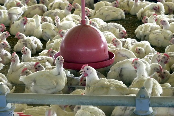 China suspende proibição de compra de carne de frango do Brasil