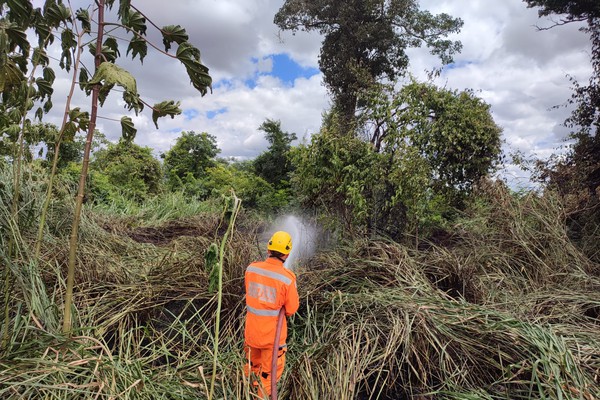 Incêndio queima cerca de 1000 m² no Parque da Mata do Catingueiro
