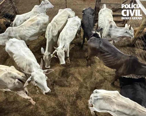 Gado furtado em Lagamar é recuperado pela Polícia Civil instantes antes de ser vendido em leilão