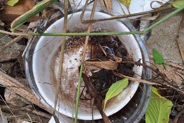 Levantamento aponta risco médio de infestação de Dengue e Dia D de combate ao mosquito é marcado para sábado