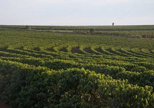 Iniciativas sustentáveis praticadas na região do Cerrado Mineiro serão apresentadas na COP30