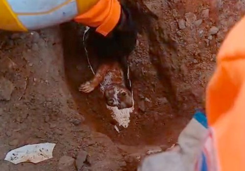 Após 14 horas de angústia, bombeiros resgatam gatinho de estimação que ficou preso em cano