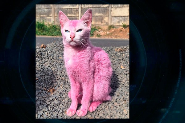 Gato pintado de rosa com tinta tóxica é resgatado em situação de maus-tratos, em Araxá
