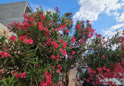 Linda e Perigosa! Árvore que se espalha pelas ruas de Patos de Minas pode até levar a morte