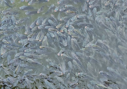 O que levou a Prefeitura a promover torneio de pesca na Lagoa? Inscrições terminaram em 3 horas