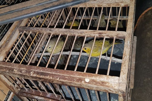 PM de Meio Ambiente encontra 35 pássaros em gaiolas e morador é multado em R$ 91 mil