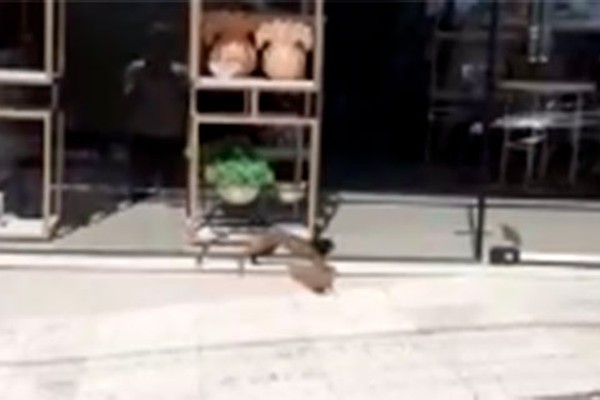 Patense flagra mico bastante assustado na Rua Major Gote em Patos de Minas