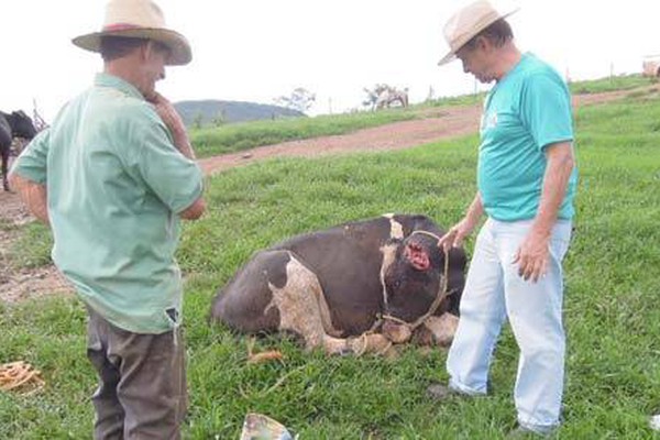 Ataques a rebanhos na zona rural de Patos de Minas preocupam pecuaristas