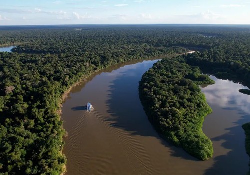 Fazendas ilegais de gado devastam áreas protegidas na Amazônia