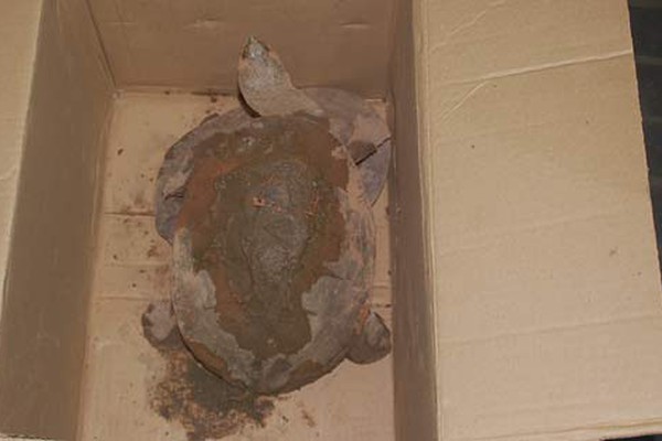 Ameaçados pela falta de condições, cágados são resgatados na orla da Lagoa Grande