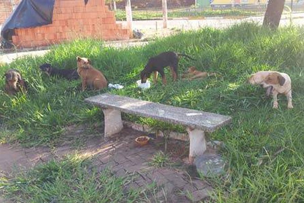 Cães abandonados na Fátima Porto causam transtornos e irritam moradores