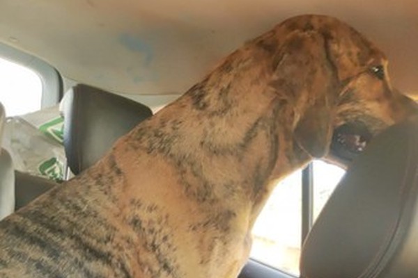 Conserbrás afirma que cães não foram envenenados no Aterro Sanitário e que eles estão bem