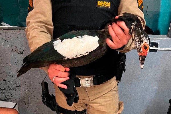 Jovens que capturaram pato na Lagoa Grande e tentaram vendê-lo nas ruas de Patos de Minas vão responder na justiça