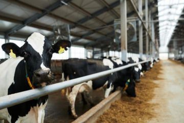 Cemig terá que indenizar pecuarista em quase R$ 70 mil após prejuízos por falta de energia