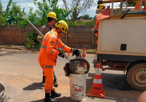 Bombeiros resgatam ouriço que subiu em poste de iluminação para fugir de cachorro