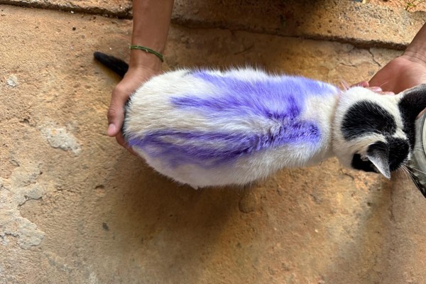 Polícia Civil identifica jovem que teria pichado gata com produto tóxico, em Araxá