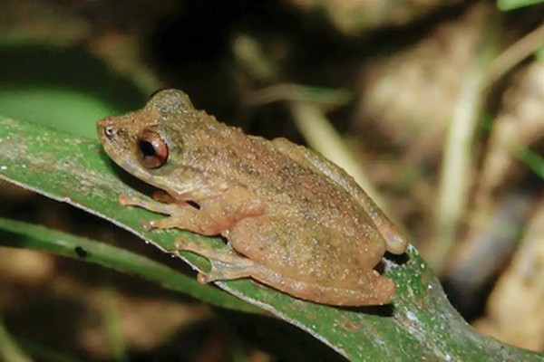 Nova espécie de perereca é descoberta no Cerrado mineiro