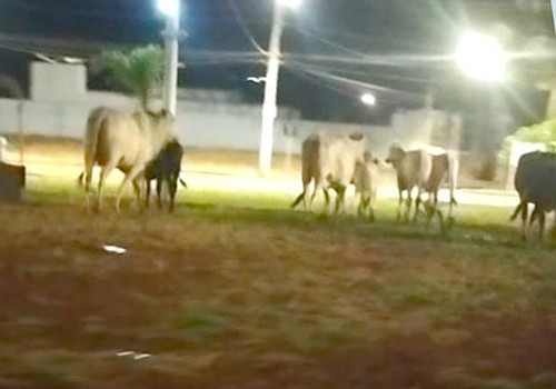 Animais de grande porte se multiplicam pelas ruas e aumentam risco de acidentes de trânsito