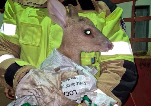 Bombeiros resgatam veado que ficou ferido após ser atropelado em Monjolinho de Minas