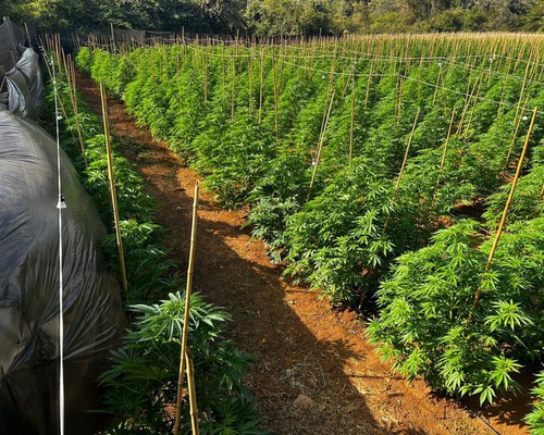 Polícia Civil prende responsáveis por impressionante lavoura com 6 mil pés de maconha
