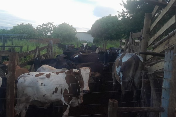Gado furtado na região é encontrado em fazenda em Uberlândia; suspeito foi preso