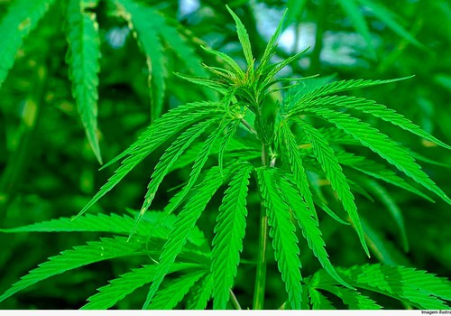 Homem é condenado pelo cultivo de 46 pés de maconha na cidade de Tiros