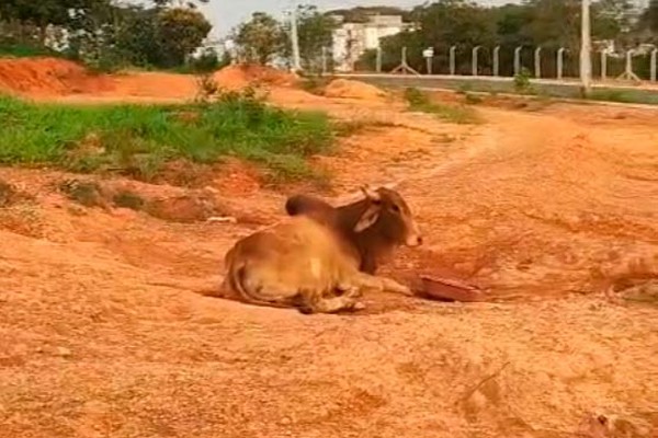 Proprietário faz o resgate e explica que boi não foi abandonado em lote, em Patos de Minas