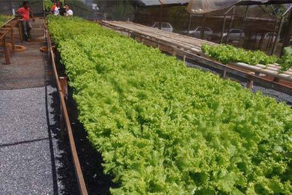 Curso de Agronomia desenvolve projeto para produção de alimentos na água
