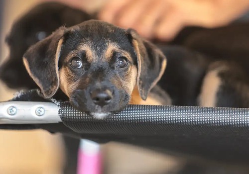 Governo abre consulta pública sobre genéricos e similares veterinários