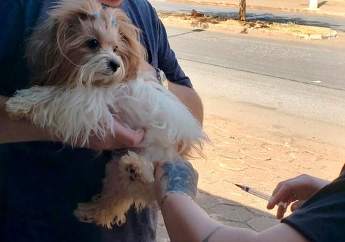 Prefeitura quer imunizar 28 mil cães e gatos contra a raiva; veja datas e locais de vacinação