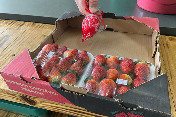 Febre do Morango do Amor faz fruta desaparecer das prateleiras e deixa preço mais salgado, em Patos de Minas