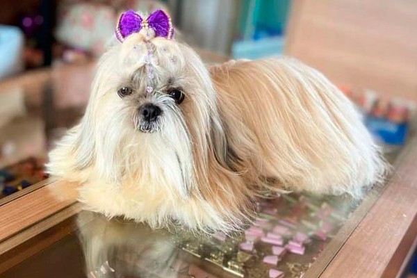 Pet shop oferece banhos com CROMOTERAPIA e OZONIOTERAPIA; uma novidade em Patos de Minas
