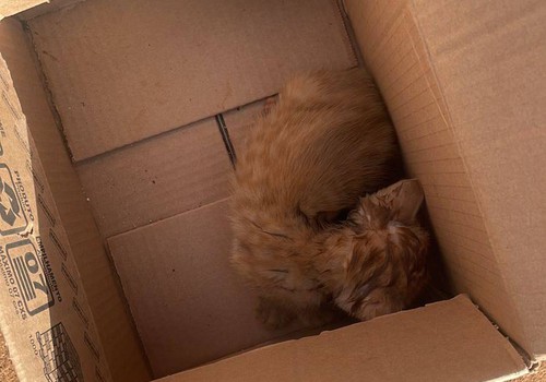Filhote de gato fica gravemente ferido após ser arremessado contra estrutura de concreto; mulher foi presa