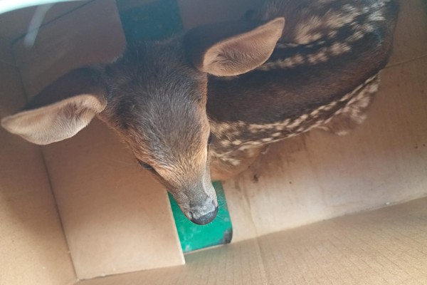 Polícia Militar de Meio Ambiente flagra veado sendo mantido em cativeiro em Patos de Minas