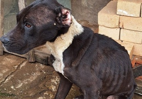 Polícia Civil de Araxá resgata cães em situação de maus-tratos e prende moradores