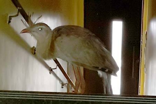 Visita inusitada: seriema é encontrada em prédio no centro de Patos de Minas