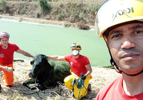 Boi cai em Estação de Tratamento de Esgoto em Patrocínio e dá trabalho ao Corpo de Bombeiros
