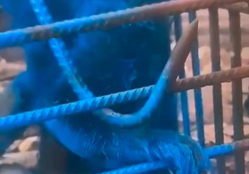 Homem pinta macaco todo de azul e debocha, mas é identificado e vai responder por maus-tratos