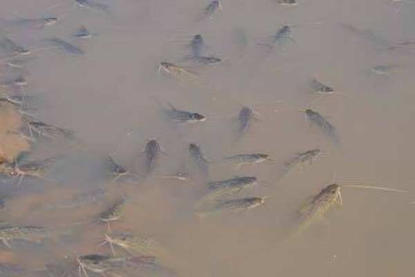 Análises apontam inversão térmica como causa da mortandade de peixes