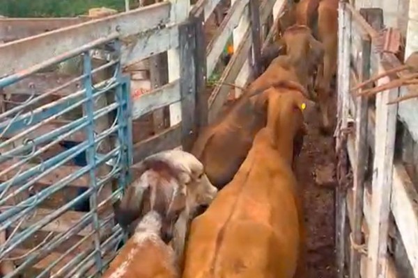 Polícia Militar recupera 22 novilhas e prende fazendeiro de Patos de Minas por receptação