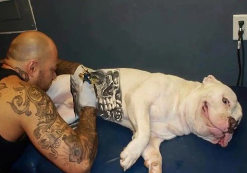 Governo sanciona lei que proíbe tatuagens e piercings em cães e gatos